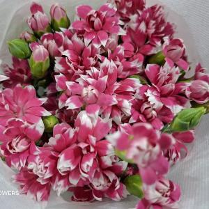 многоголовая гвоздика