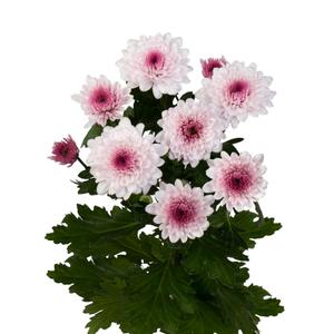 Хризантема кустовая "Малибу" розовая