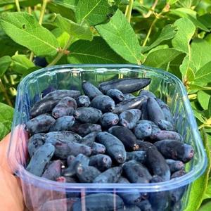 Свежие ягоды жимолости для ритейла