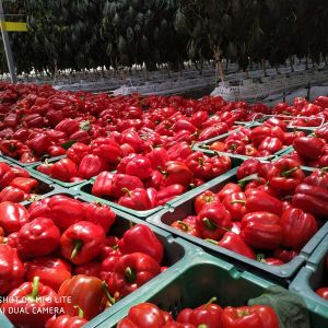 Красный болгарский перец сорта Калифорния урожай с теплиц