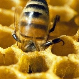 Мед донниковый - светло–янтарный, с тонким приятным ароматом, напоминающим запах ванили. Отличается высокими вкусовыми качествами. Кристаллизуется медленно. Донниковый мёд - во многих источниках он используется как эталонный мёд. В США донниковый мед оценивается как один из лучших сортов; он составляет 50-70% от общего количества всех медов, поступающих в продажу. Донниковый мёд обладает успокаивающим, мочегонным, отхаркивающим, антибактериальным, противовоспалительным, болеутоляющим. В медицинской практике донниковый мёд используется при атеросклерозе, гипертонической болезни, в виде компрессов с прополисом - при гнойных ранах, порезах, в виде теплых ванн - при миозитах у детей и взрослых.