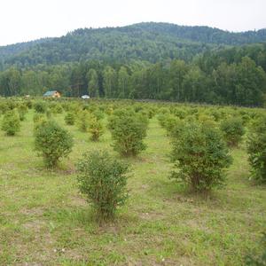 Наш сад