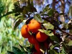 Якимович Т. Н. — мандарины из Абхазии