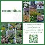 РАСЦВЕТАЙСАД