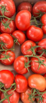 Помидоры экспорт — здравствуйте мы занимаемся экспортом помидоров