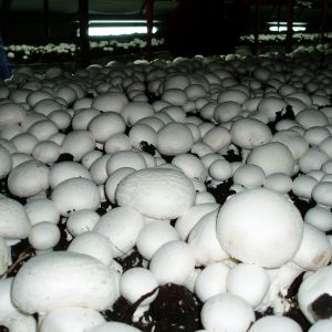 Добрый день, наша компания Воронежский шампиньон&#34; является производителем грибы Шампиньоны свежие. Предлагаем сотрудничество, по поставке качественного, всегда свежего гриба  мини,3\4,откытый 2й с орт. Мы не используем химию и добавки при выращивании, поэтому наш гриб экологически чистый. Качество подтверждено сертификатами .
С уважением менеджер Григор 
тел 
 
--