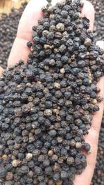 Black pepper egyptian 1