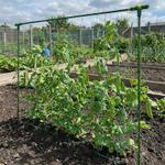 Шпалера Знатный САД для гороха