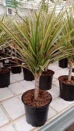 Драцена Биколор