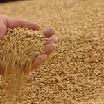 Цены на пшеницу в Ливии