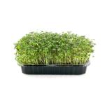 Мизуна красная