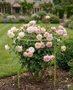 Опора для цветов Знатный САД Роза