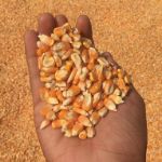 Цены на кукурузу в Индии (на октябрь 2018 год)