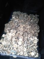 Грибы вешенка — продажа свежих грибов вешенок