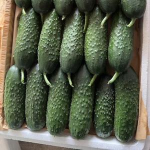 Огурец маша 8 кг. в каждой коробке