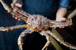 Живой камчатский краб King Crab на экспорт