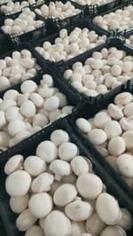 Шампиньоны свежие