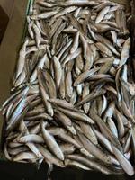 Балтийская Килька блочка