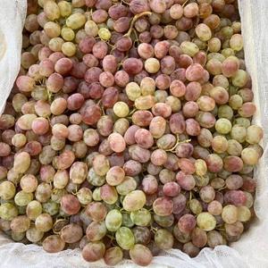 Виноград Тайфи прямые поставки из Узбекистана-