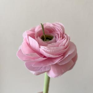 Ранункулюс на стебле