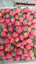 ягоды Кыргызстана оптом