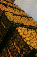 Мандарины Грузинские — мандарины, апельсины, новогодние подарки, елки