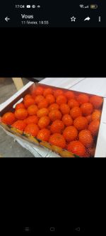 Fruitavenue sarl — экспорт цитрусов