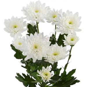 Хризантема кустовая "Балтика"