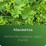 Манжетки экстракт сухой https://altai-extracts.ru/manzhetka