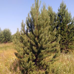 Новогодние живые елки сосны оптом от 1,5 до 1,7 метров