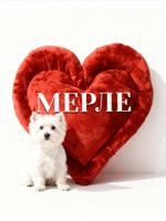 Производитель лежанок оригинальных форм