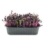 Редис фиолетовый Санго