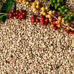 Кофе в Зернах Оптом.