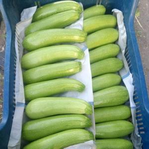 Свежий кабачок из Турции — стабильный и востребованный продукт для торговых сетей и оптовых компаний. Молодой, плотный, без перезревания
• Нежная структура и свежий внешний вид
• Ровный калибр и однородная партия
• Хорошо переносит транспортировку