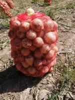 Лук репчатый молодой