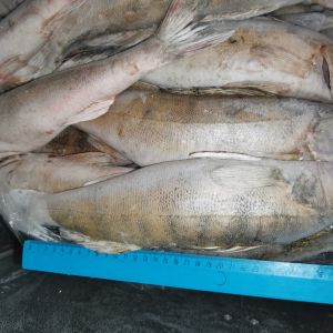 Более двухста тысяч тонн рыбы и морепродуктов в наличии на складе, весь товар имеет ветеринарные свидетельства и готов к отгрузке, возможен самовывоз или доставка транспортной компанией, оплата с НДС и без НДС, заявки можно направить по телефону  WhatsApp