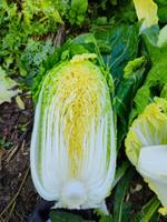 Пекинская капуста оптом.