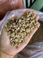 Кофейное зерно Робуста 002