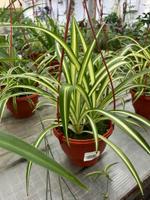 Хлорофитум