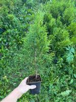 Туя смарагд западная саженцы туя