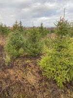 новогодние елки оптом