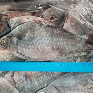 Более двухста тысяч тонн рыбы и морепродуктов в наличии на складе, весь товар имеет ветеринарные свидетельства и готов к отгрузке, возможен самовывоз или доставка транспортной компанией, оплата с НДС и без НДС, заявки можно направить по телефону  WhatsApp