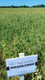 Семена гороха посевного Ямальский