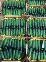 Огурец тепличный колючий короткоплодный Валигора