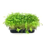 Кервель Ажурный