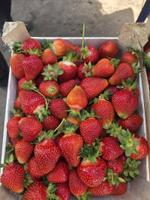 оптовые продажи ягод и фруктов