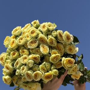 Роза куст Авокадо
