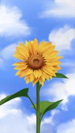 Семена подсолнечника