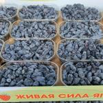 Свежие ягоды жимолости в летний сезон