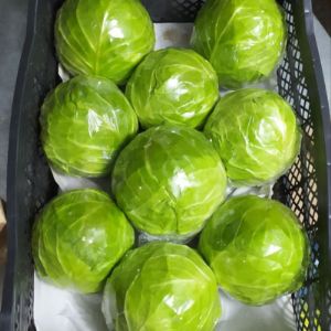 Молодая Капуста